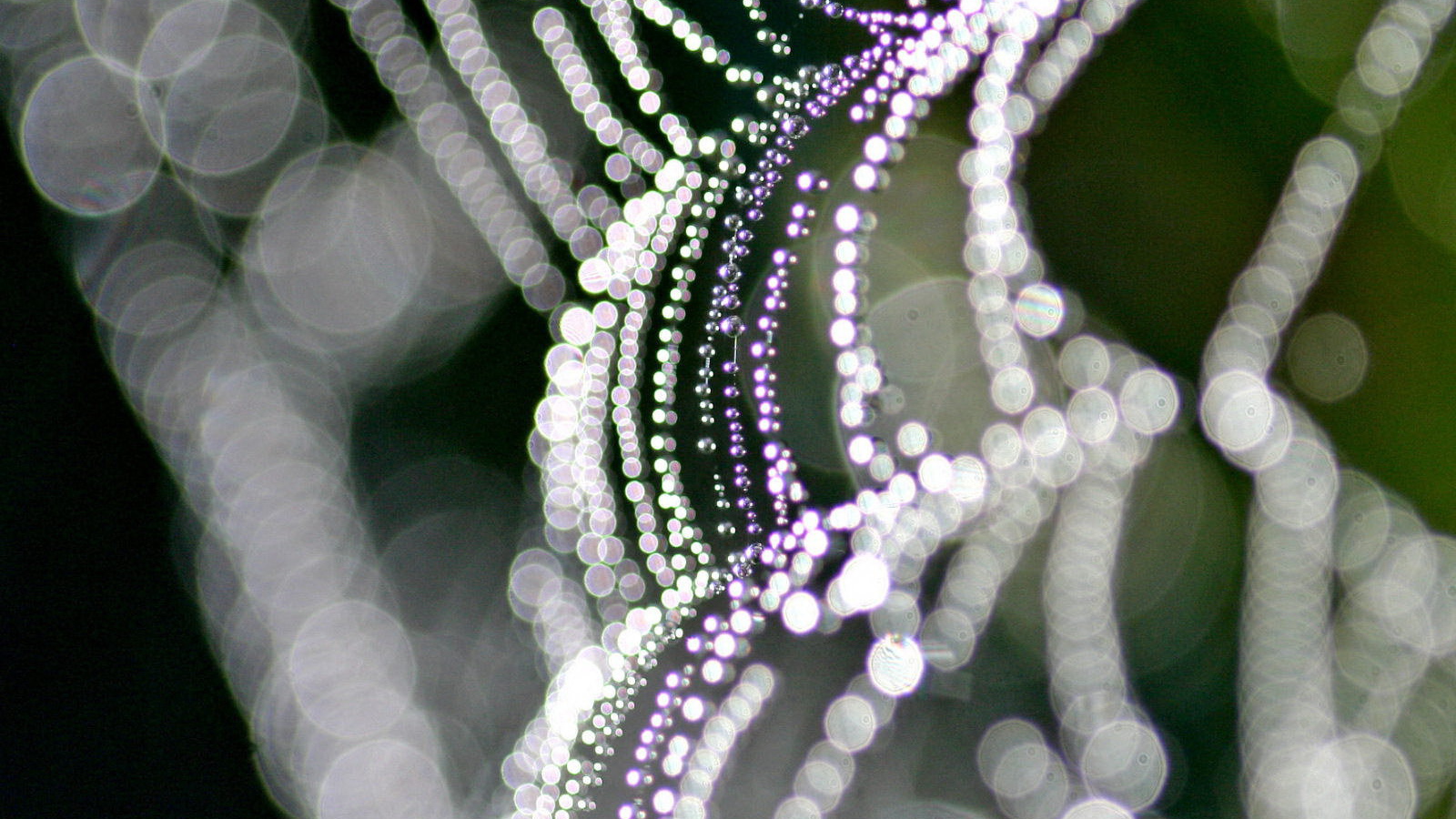 На паутине бусинки росы