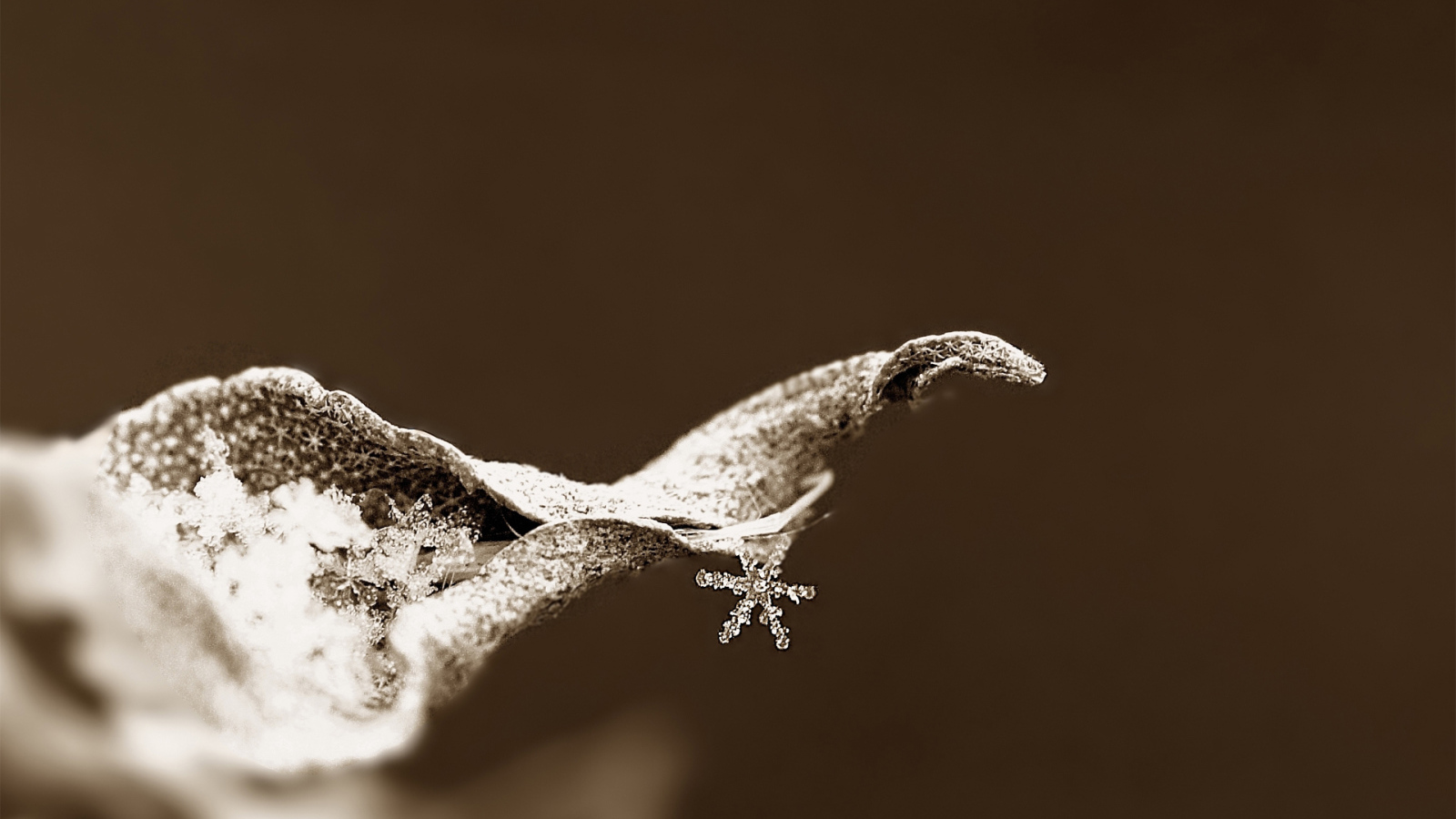 Снежинка на сухом листке