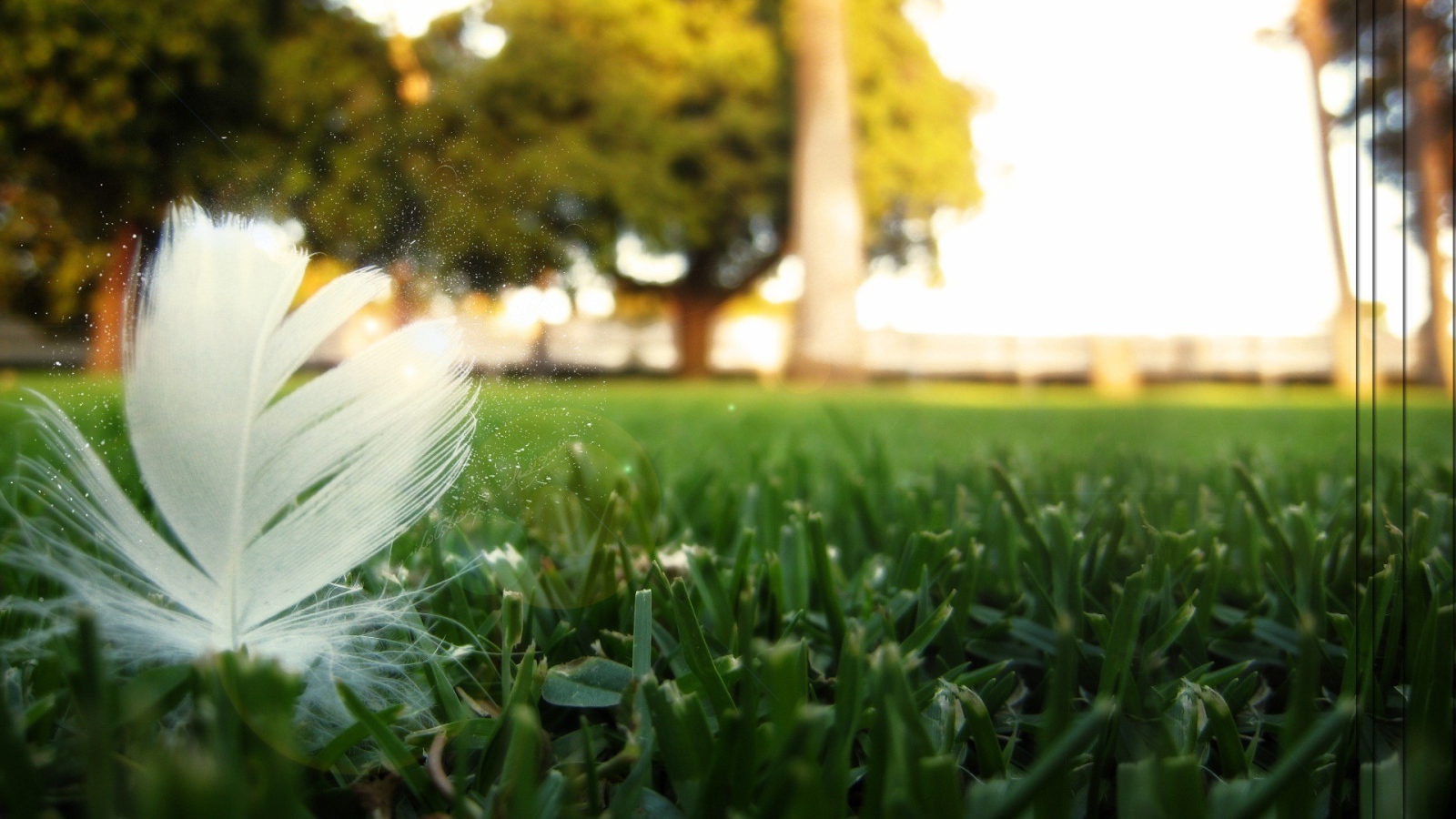 Перо птицы на траве