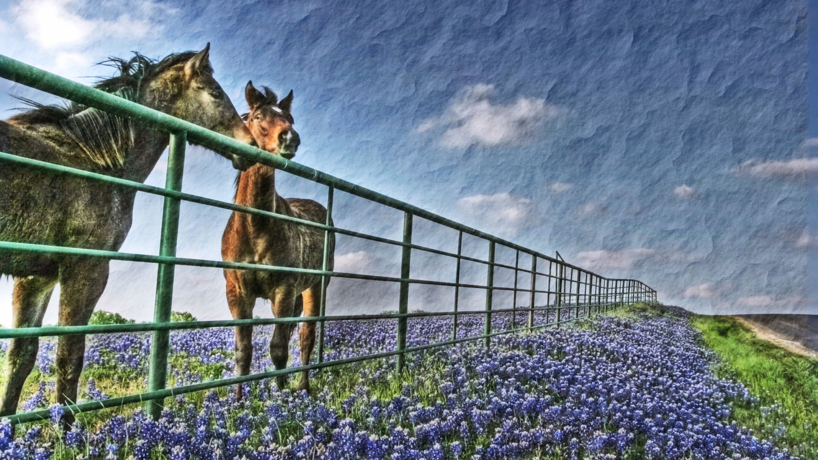 Лошади у забора