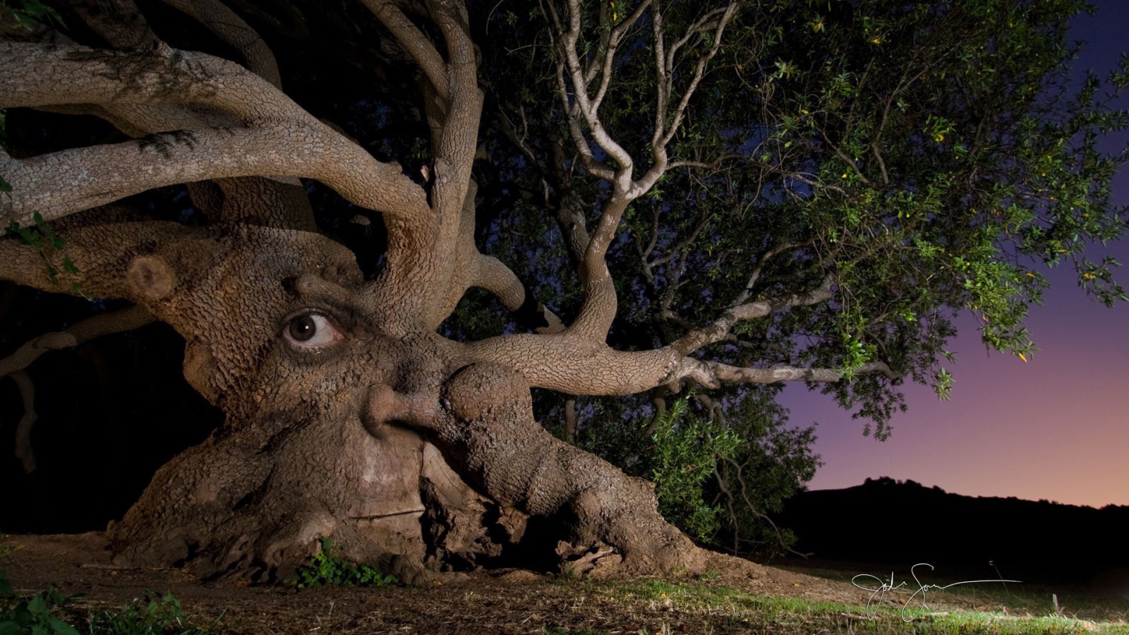 Дерево с глазом