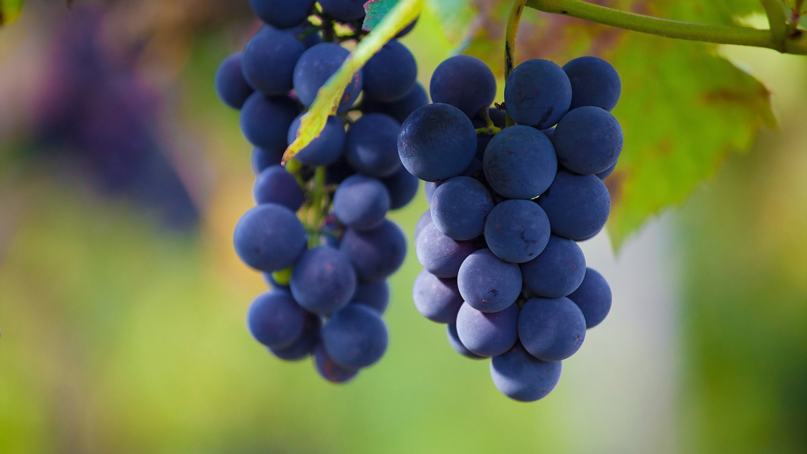 Гроздья винограда