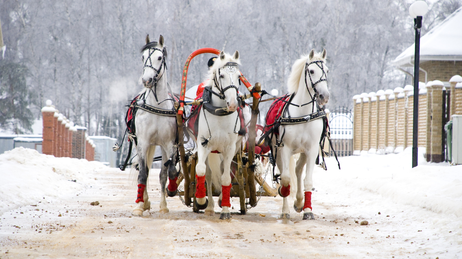 Русская тройка на Масленицу