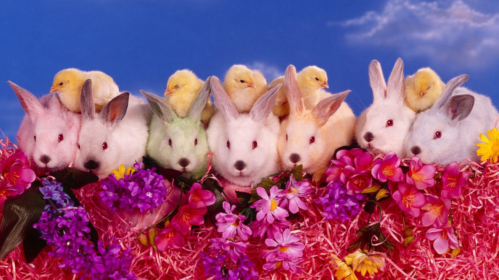 Цыплята и кролики на Пасху