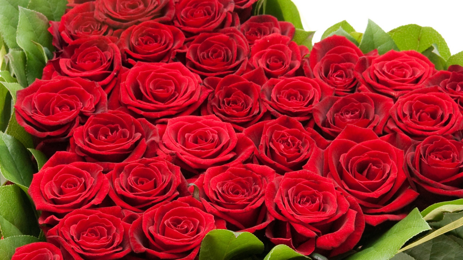 Букет красных роз на 8 марта для девушки