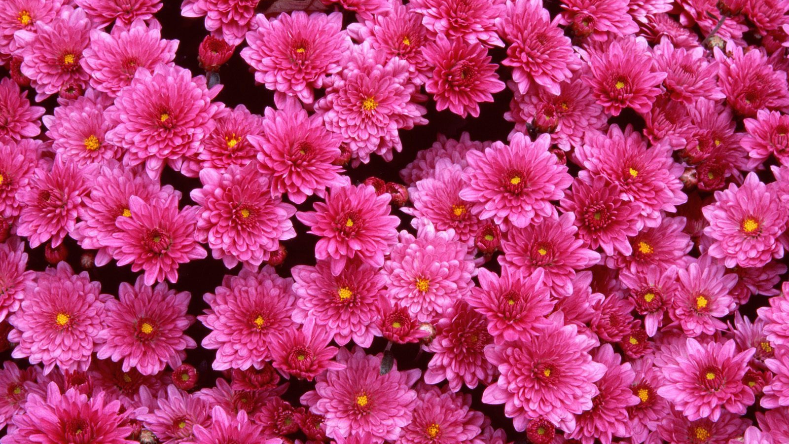 Луг на 8 марта