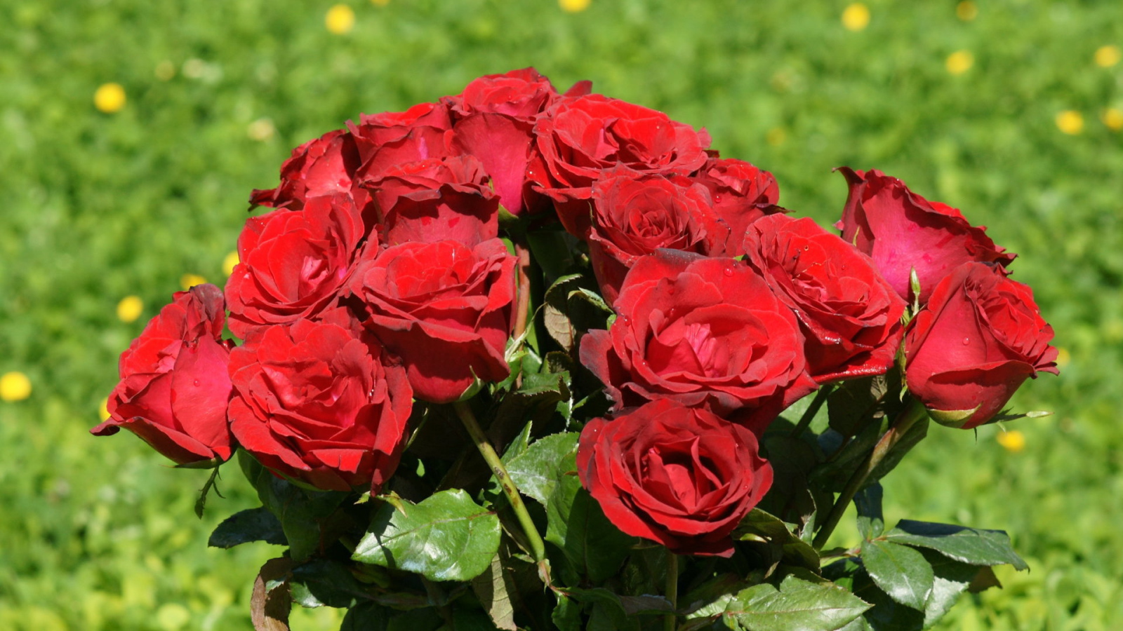 Красные розы в букете на фоне травы