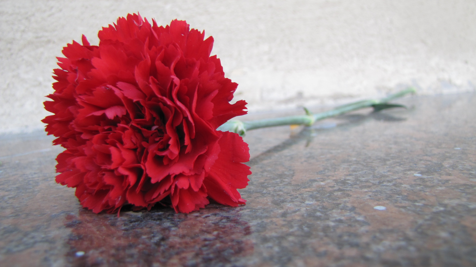 Гвоздика на граните в День Победы 9 мая