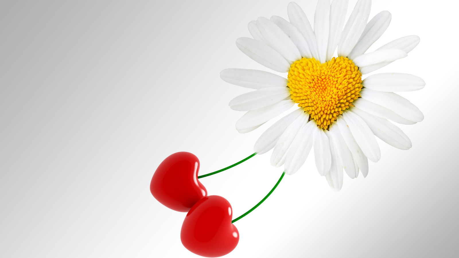 Сердце ромашка на День Святого Валентина 14 февраля