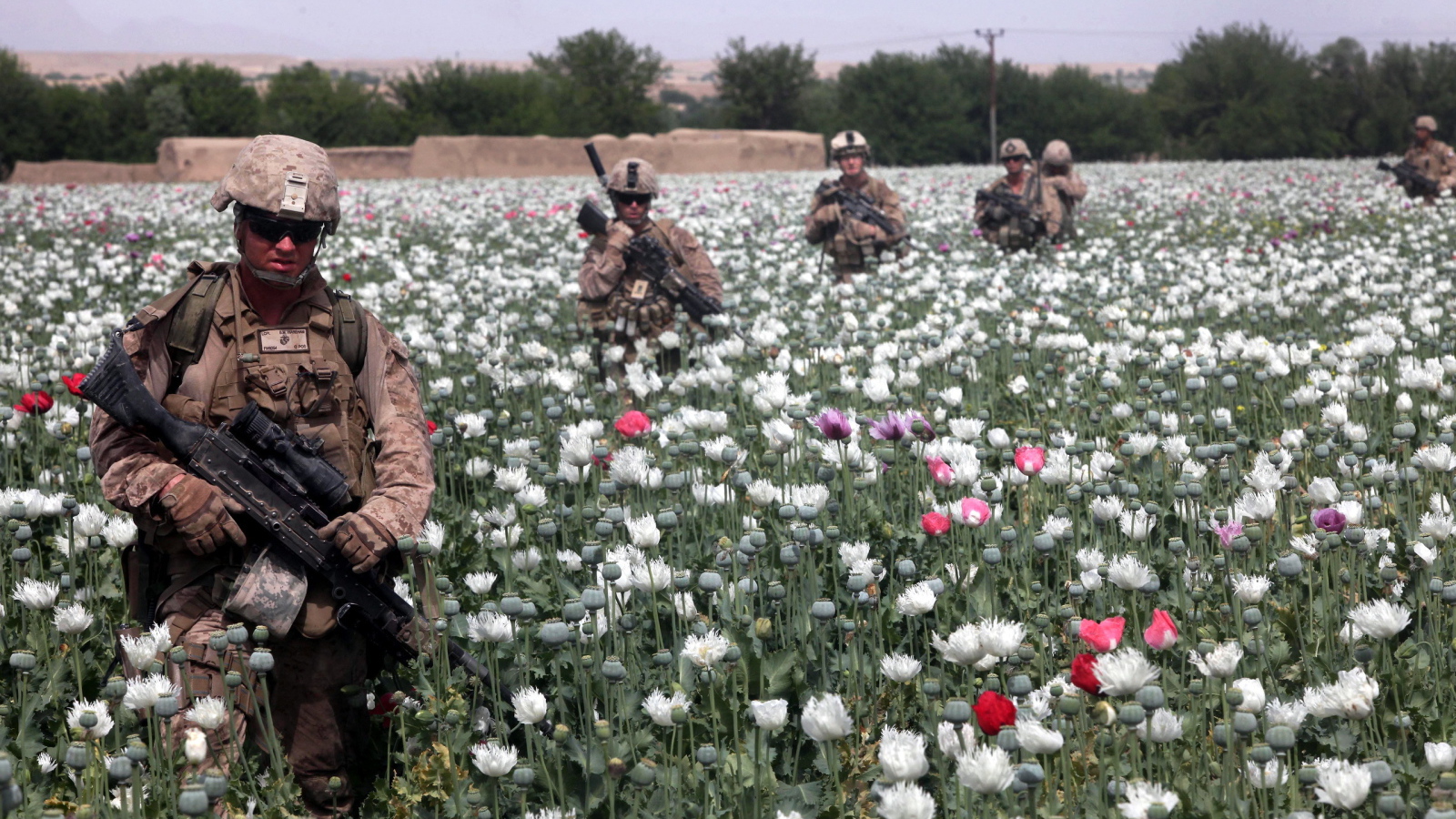 Солдаты на маковом поле