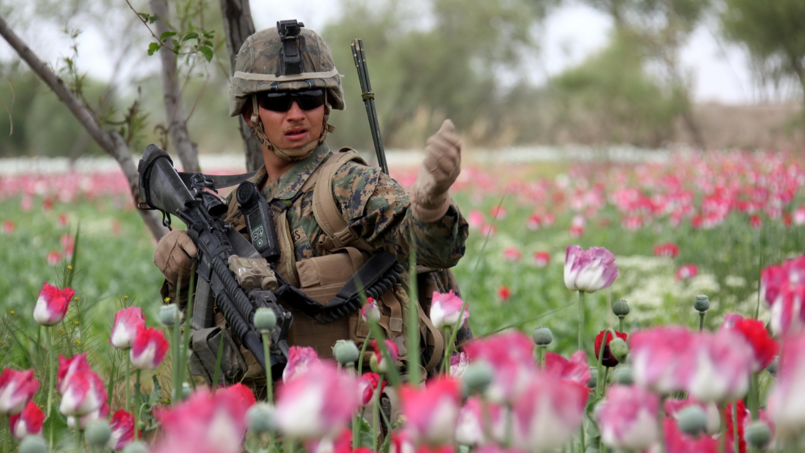 Солдат в розовых тюльпанах