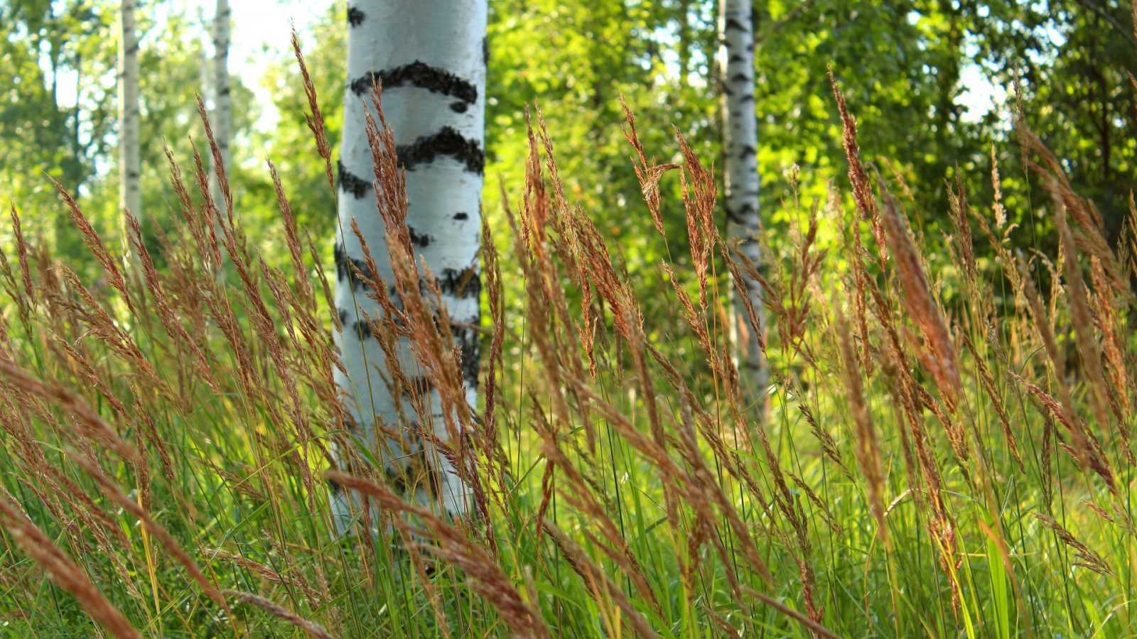 Березы в роще