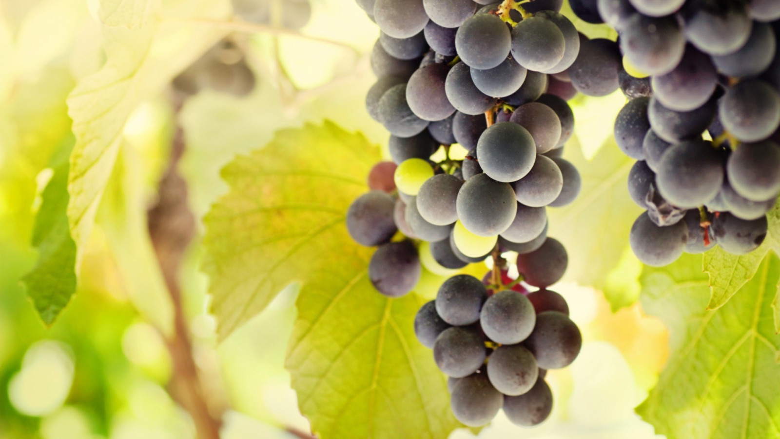 Bиноград с жёлтыми листъями