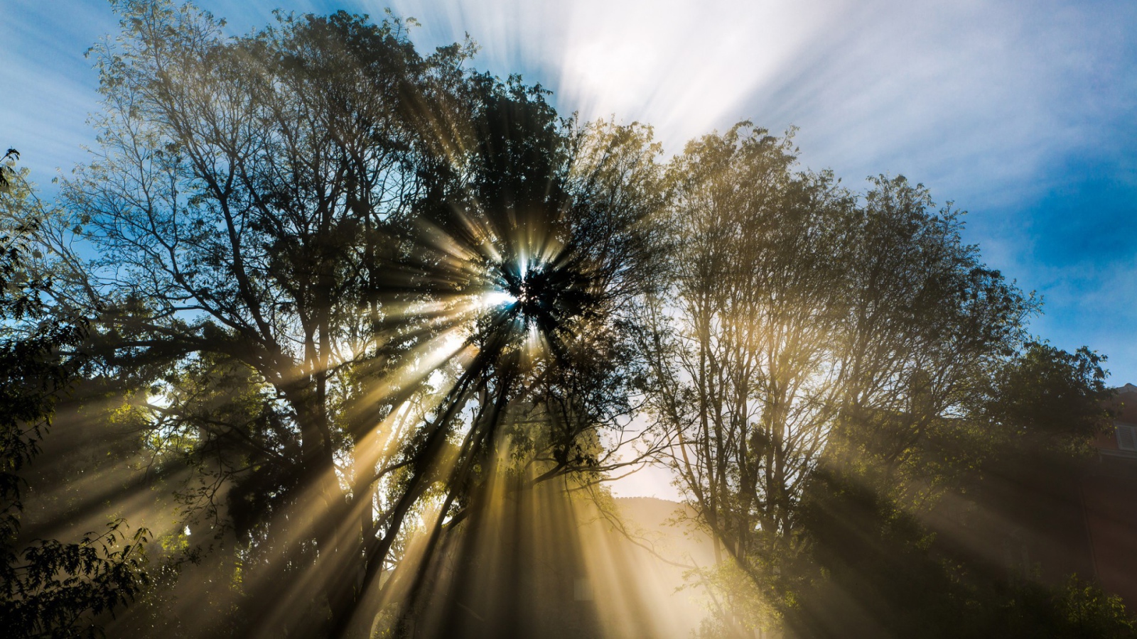 Лучи пробиваются сквозь листву