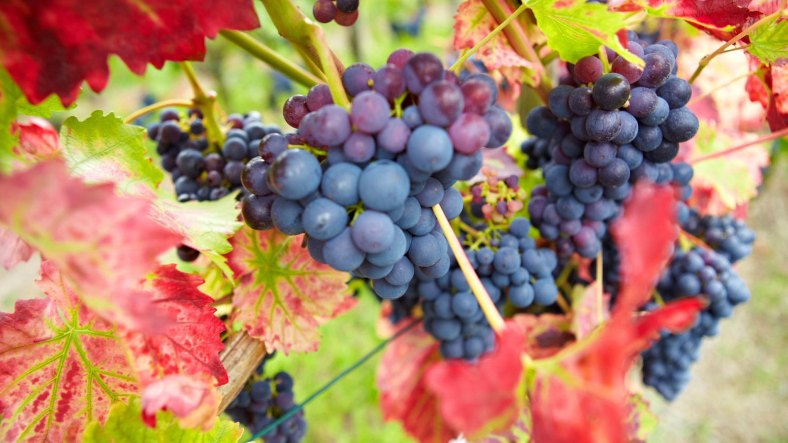 Bиноград в красных листъях