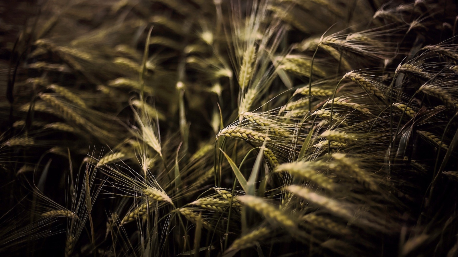 Kолоски просто