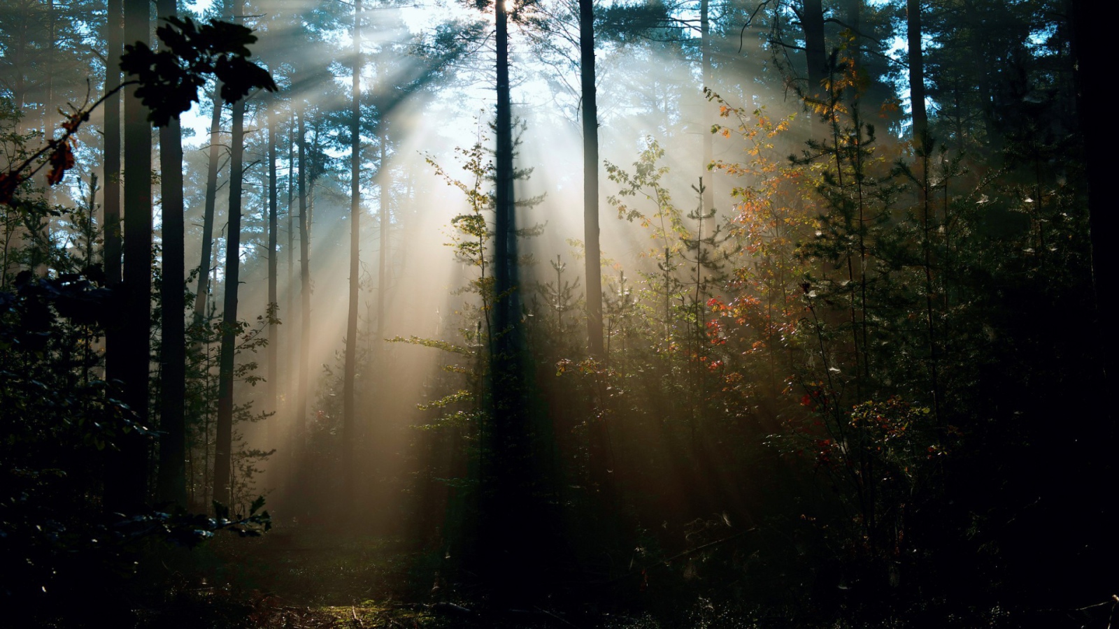 Cолнце леса