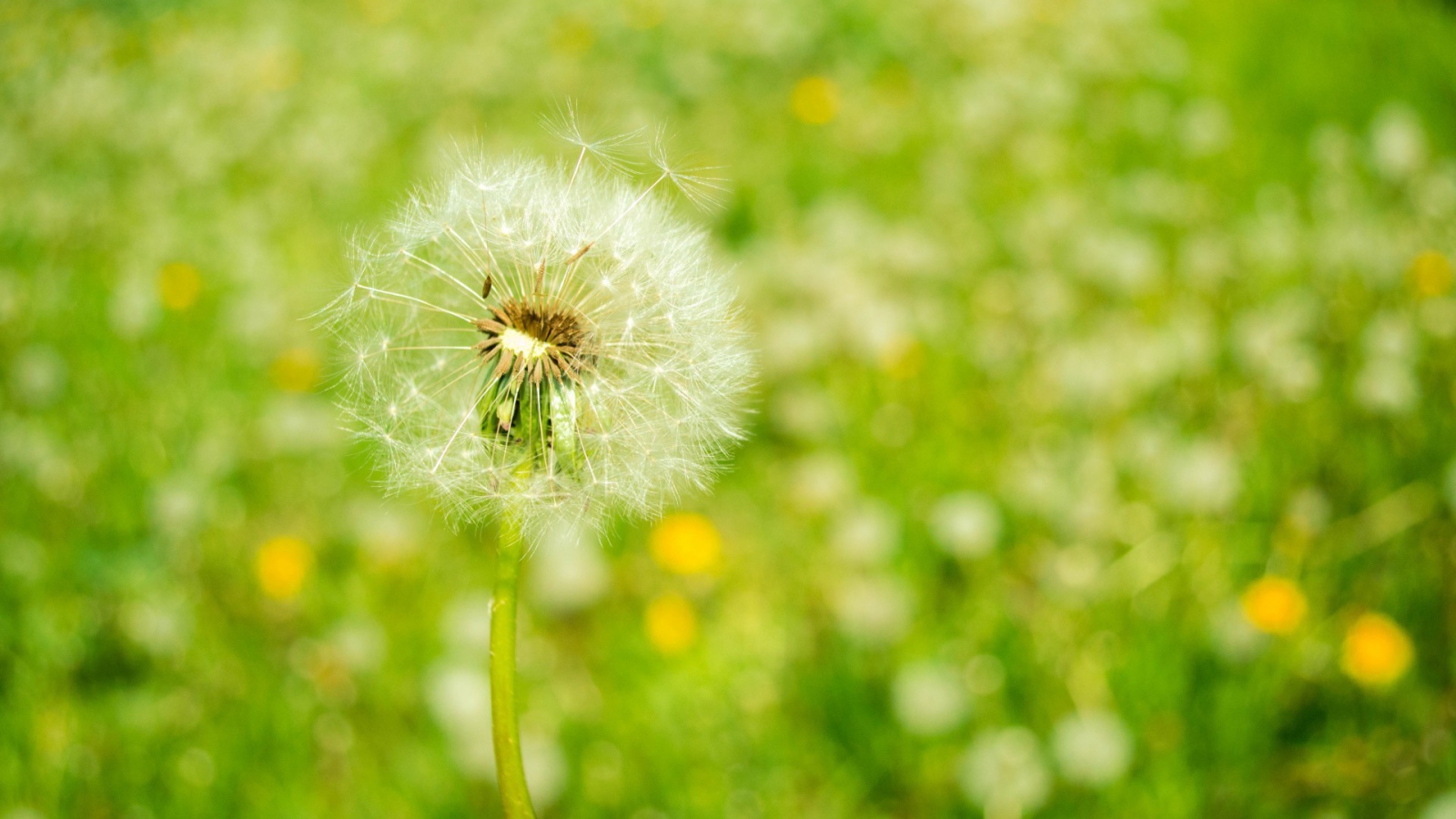 Созревший одуванчик