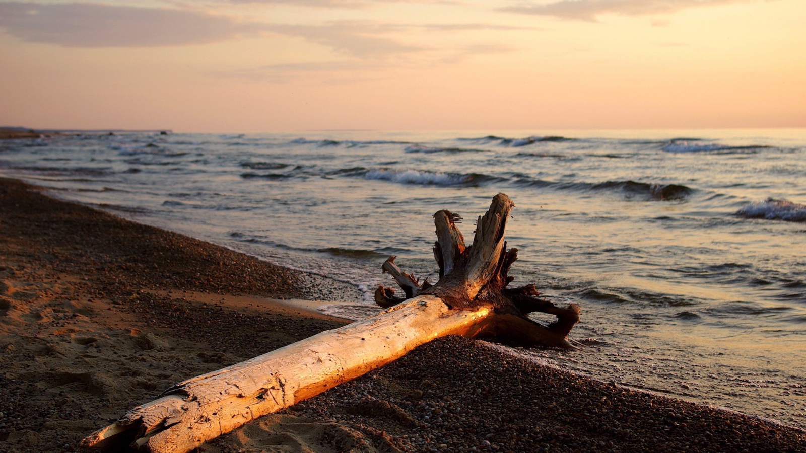 Сухое дерево на пляже