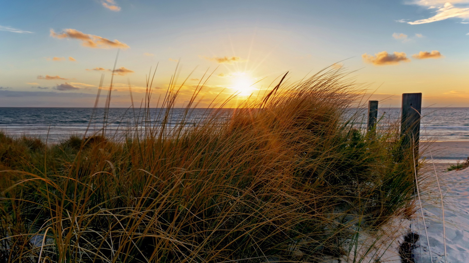 Трава на пляже