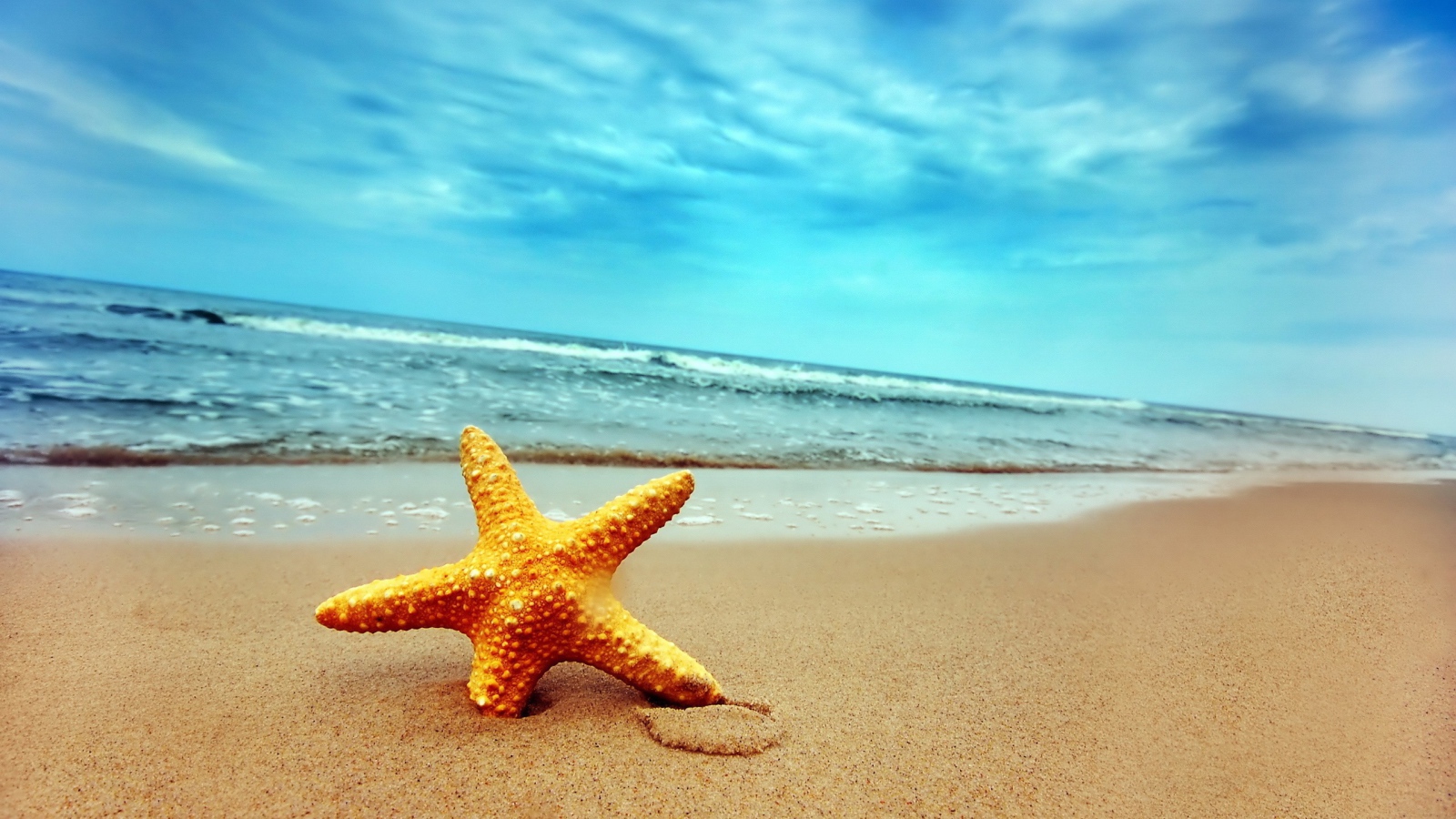 	   Starfish in sand beach