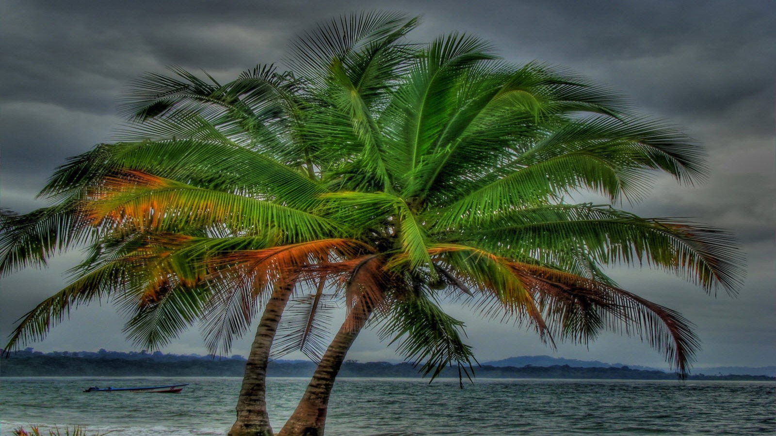 Два дерева на пляже