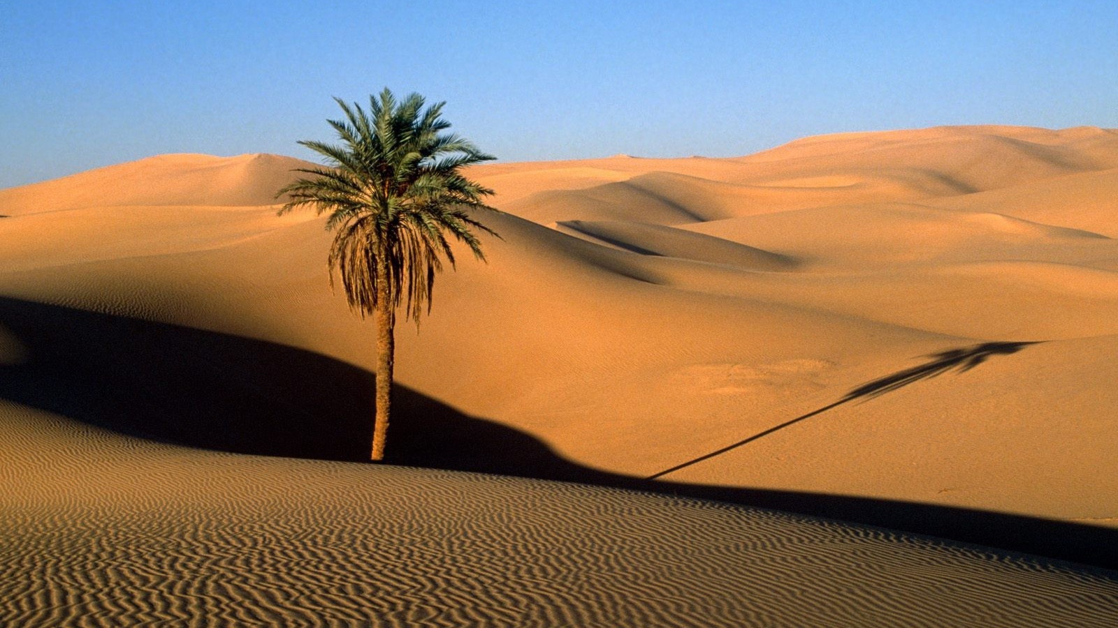 Дерево в пустыне