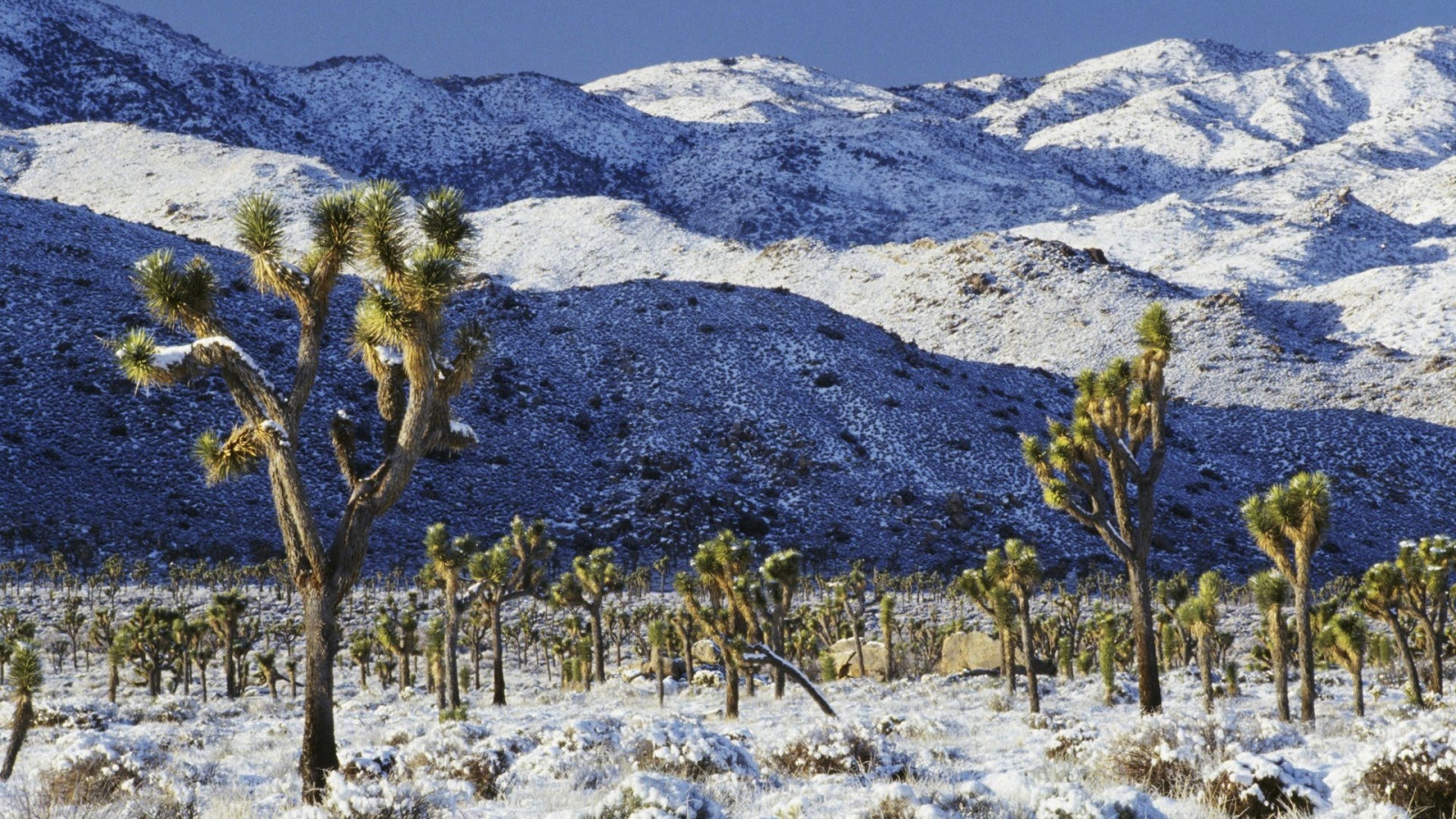 Покрытая снегом пустыня
