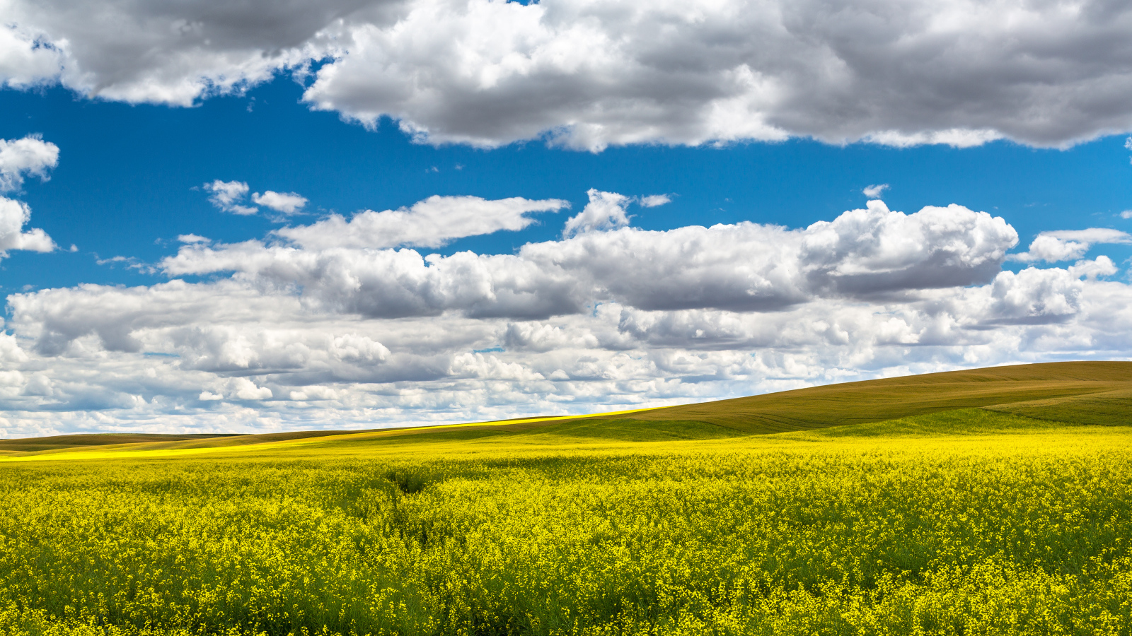 Красивое поле в ясный день