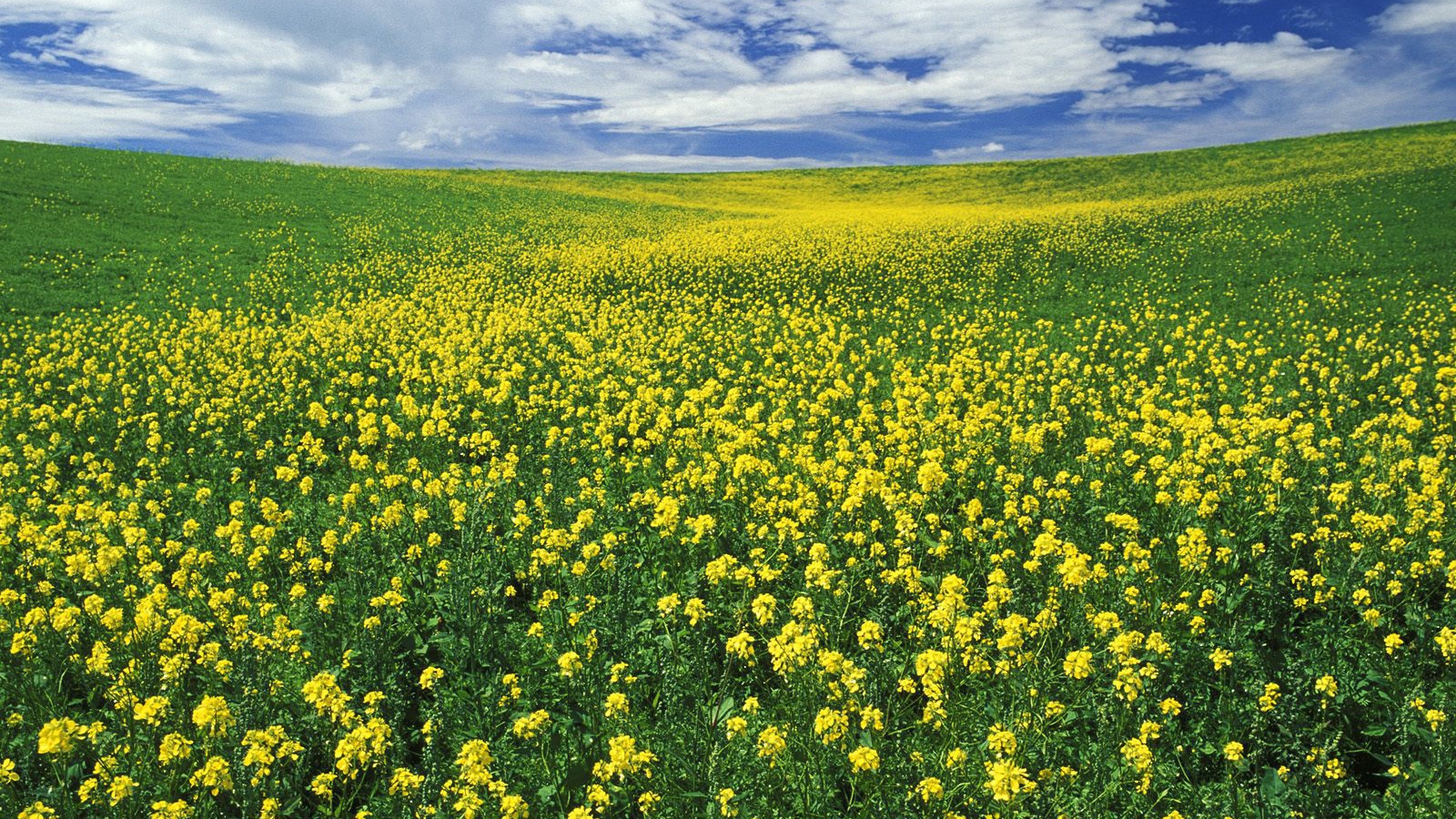 Поле желтых цветов