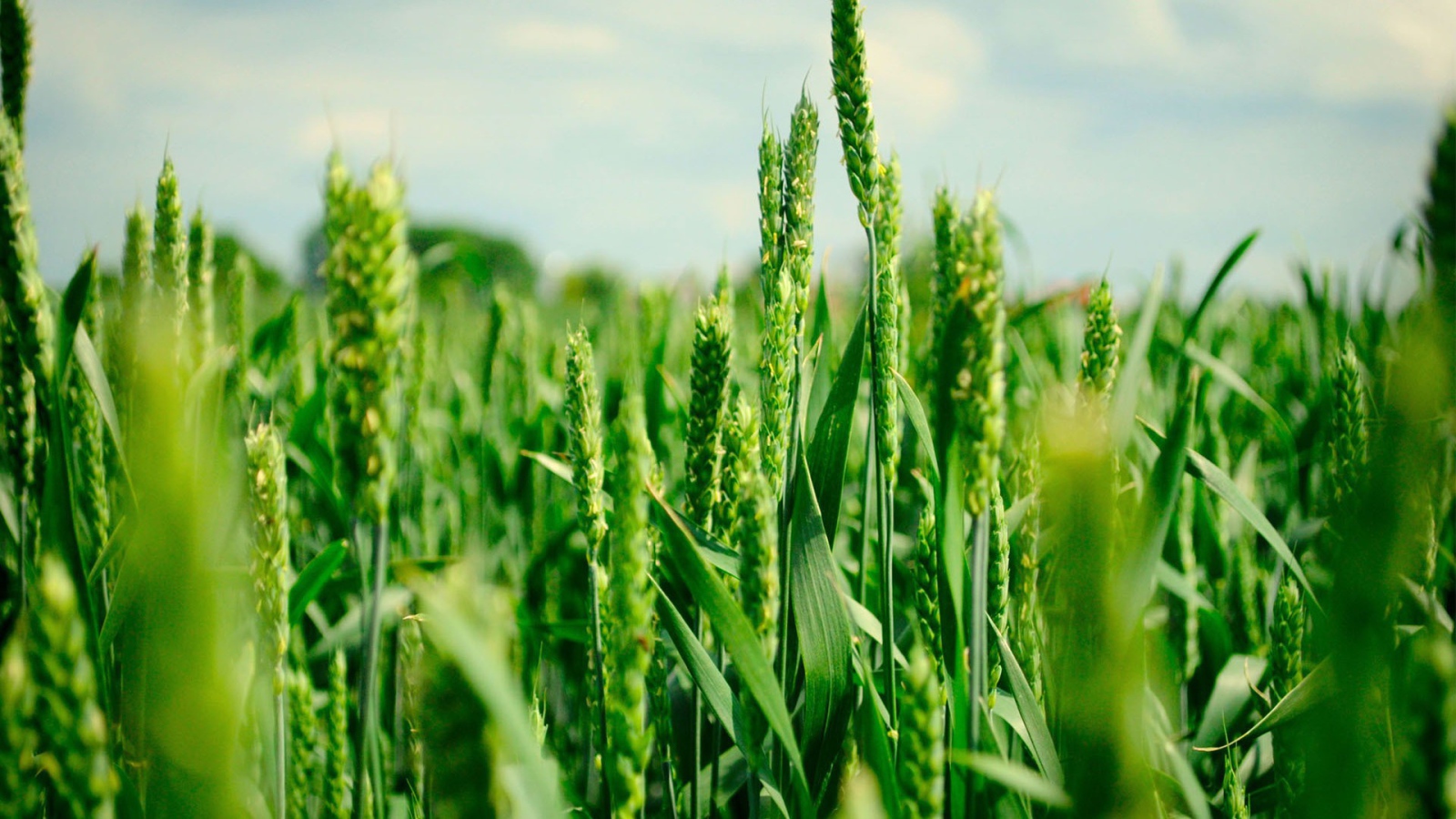 Зеленые колоски пшеницы