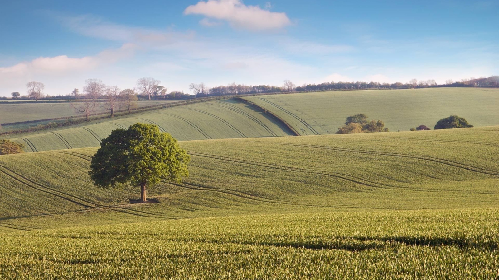 Бескрайние зеленые поля