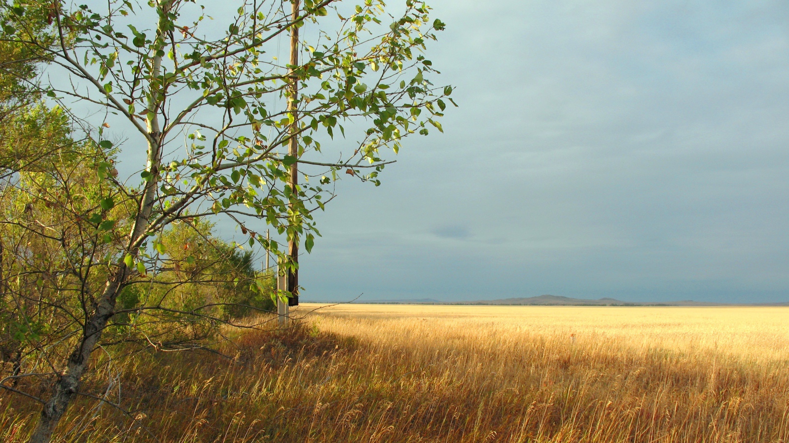 Дерево на краю поля