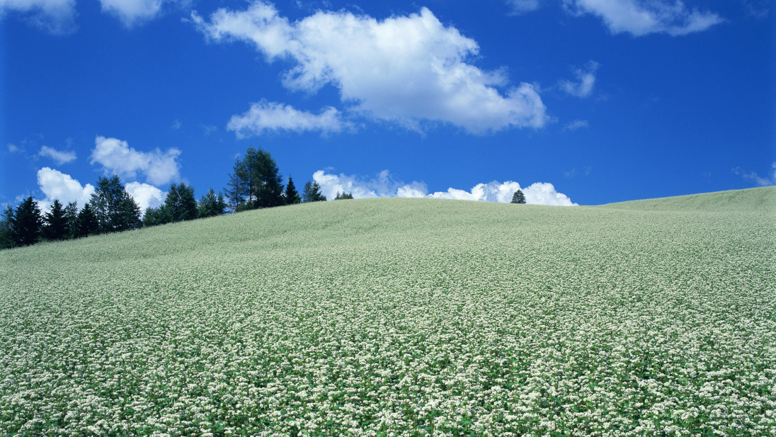 Поле белых цветов
