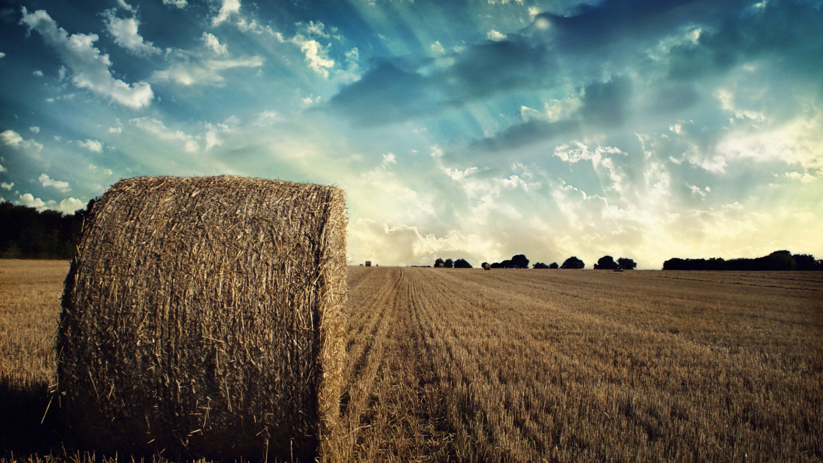 Убранное поле