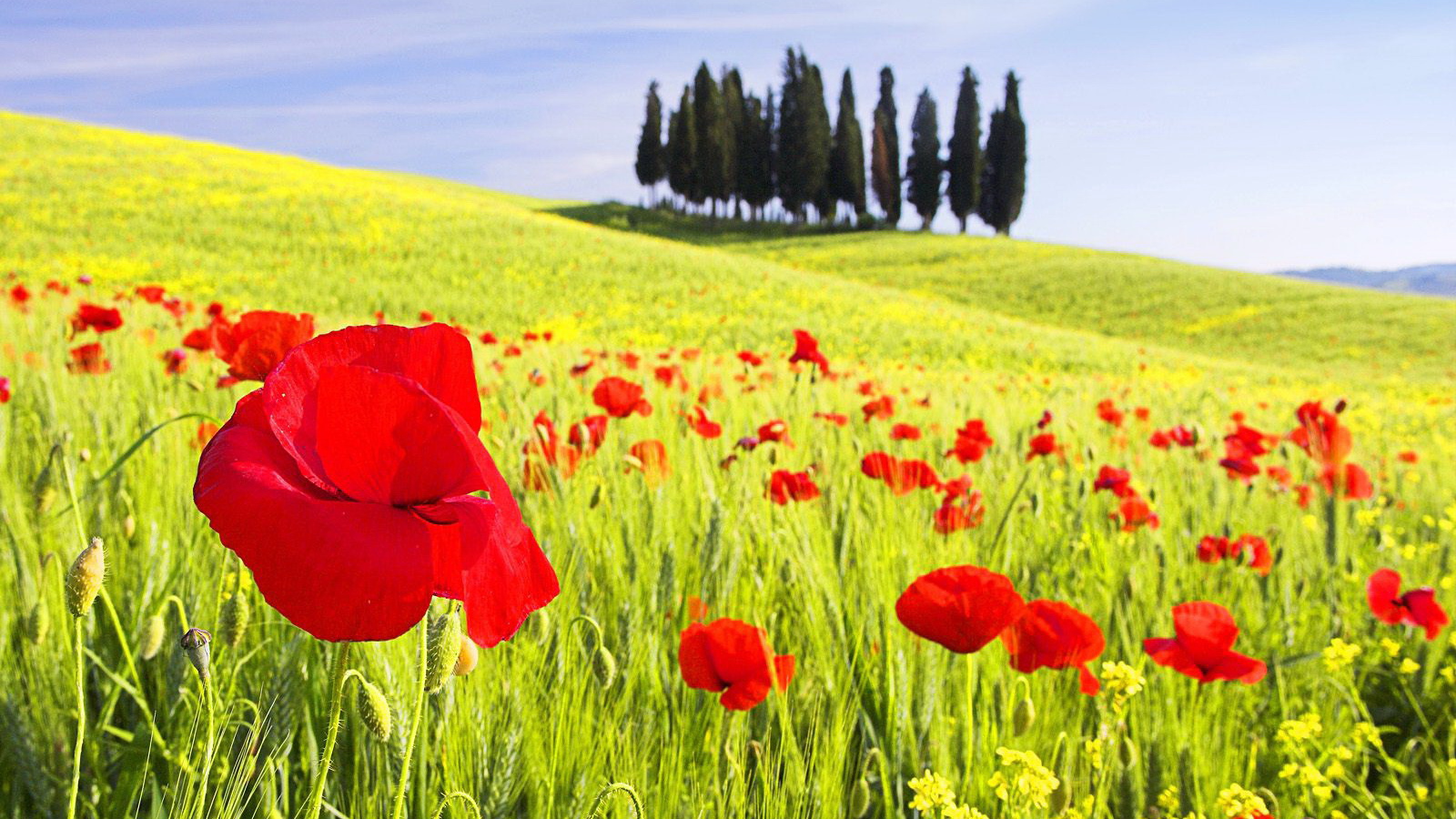 Красные маки на поле