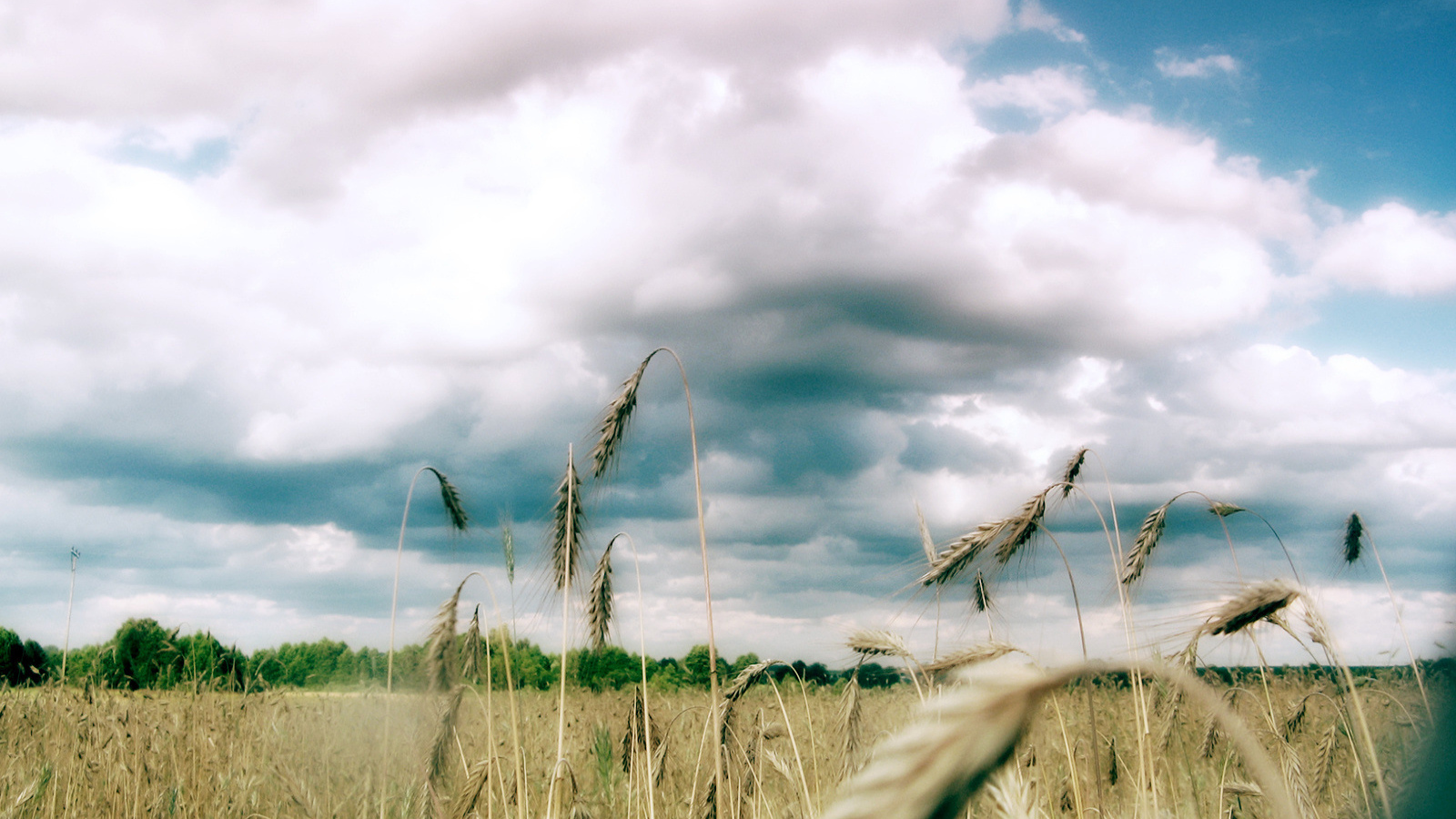 Колоски пшеницы под облаками