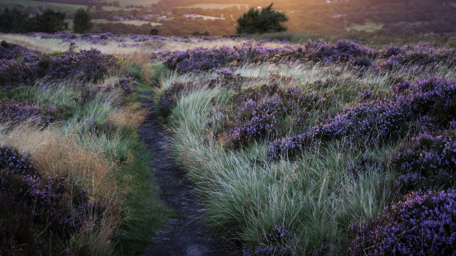 Тропинка через поле