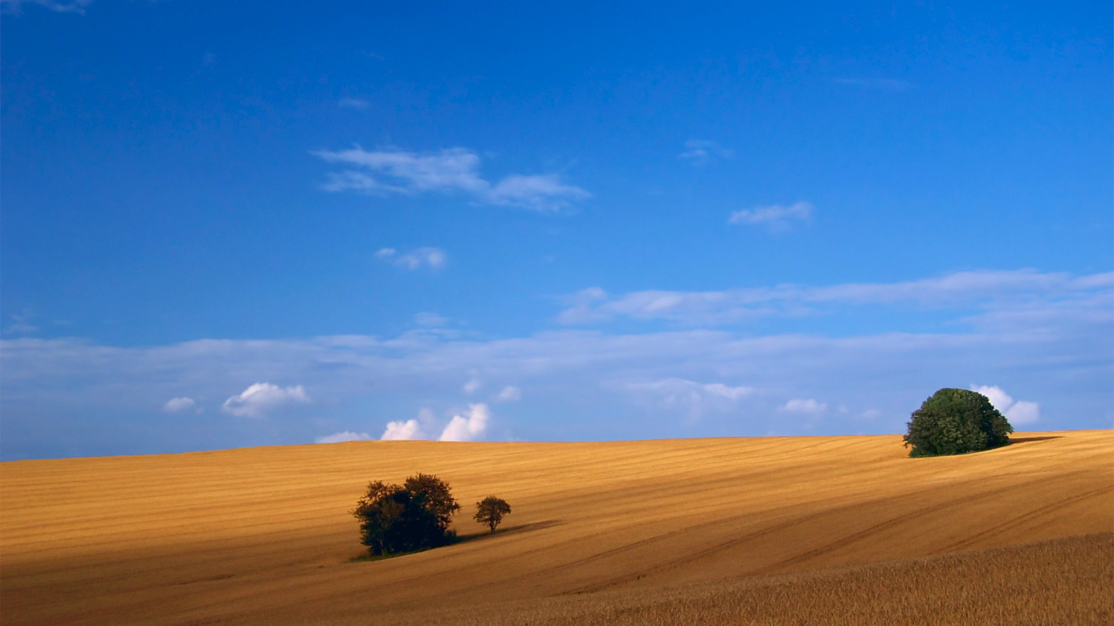 Пшеничное поле
