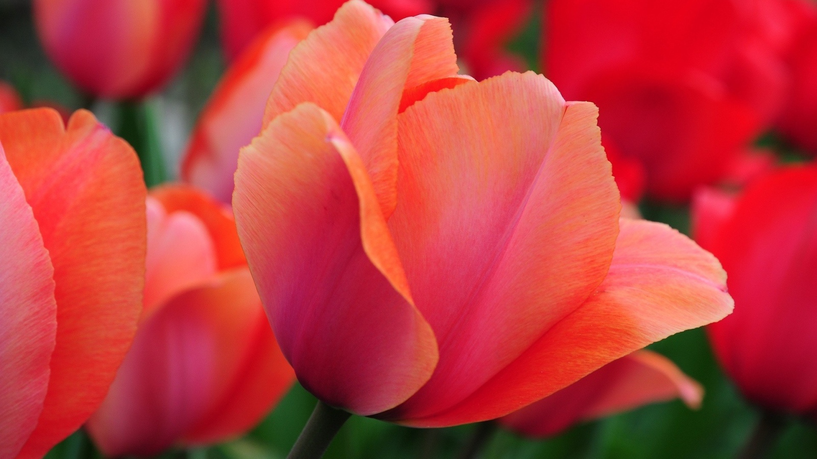 Красивый красный цветок