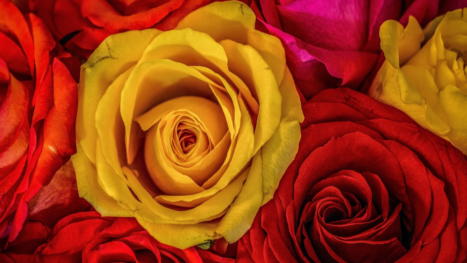 Большое разнообразие роз