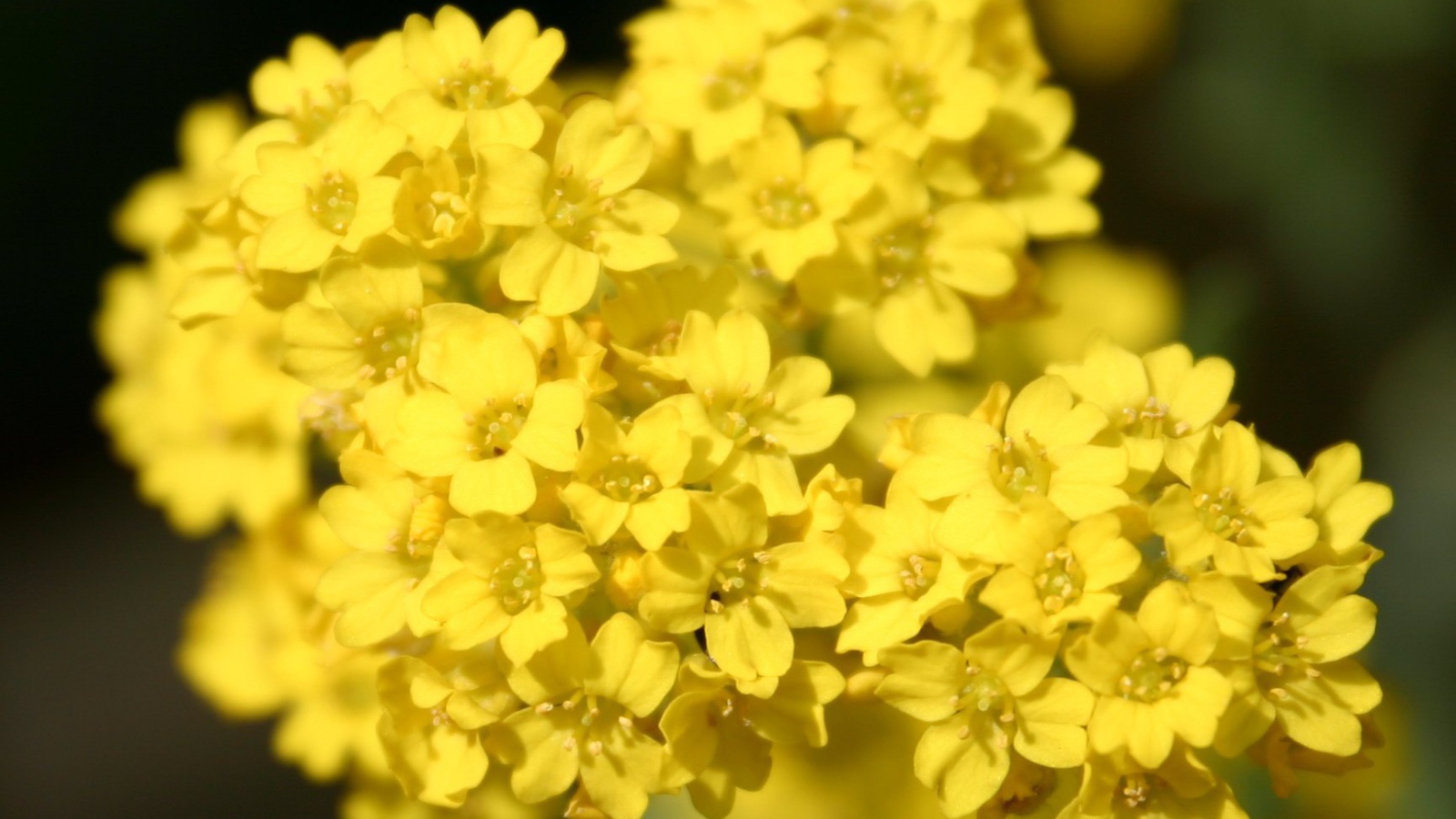 Садовые цветы алиссум на дачном участке