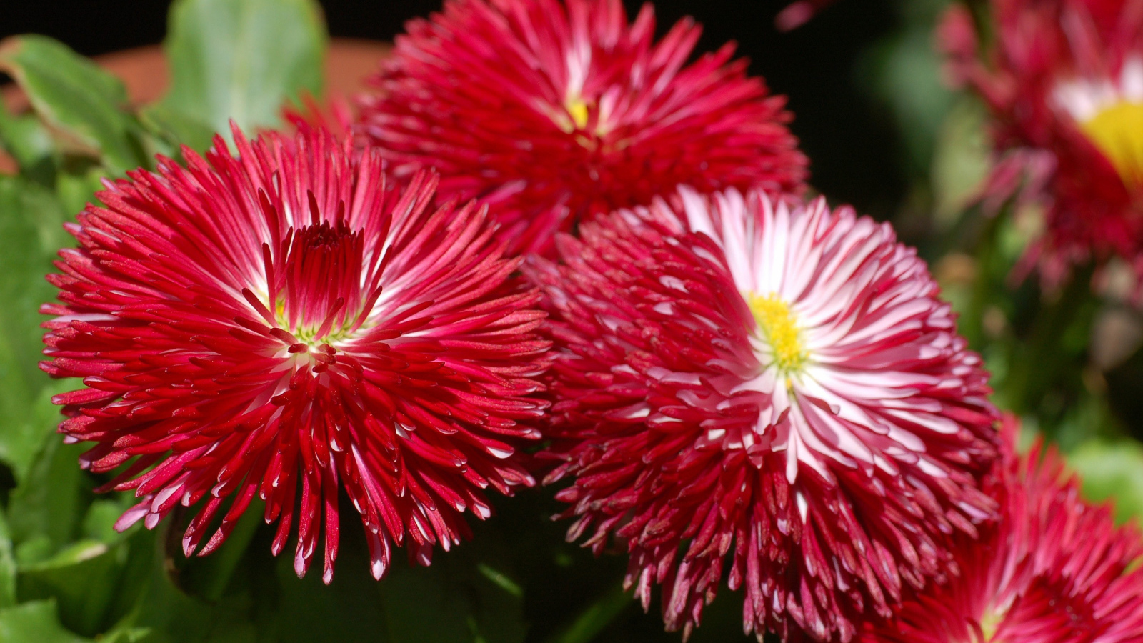 Садовые цветы астра на дачном участке