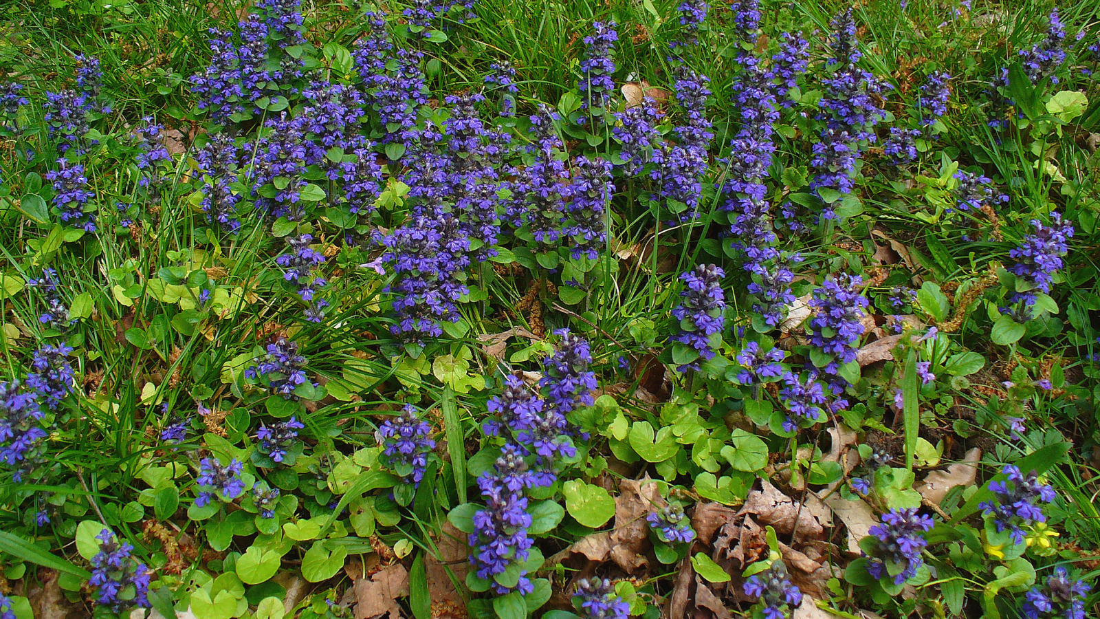 Садовые цветы аюга на дачном участке