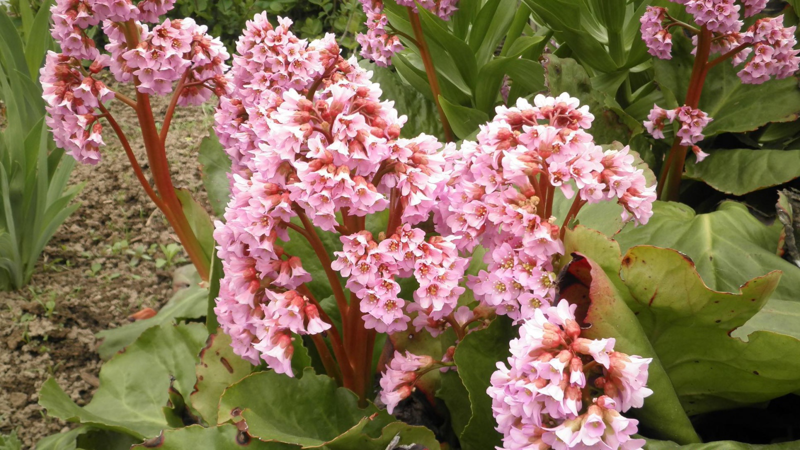 Бадан красивое многолетнее растение