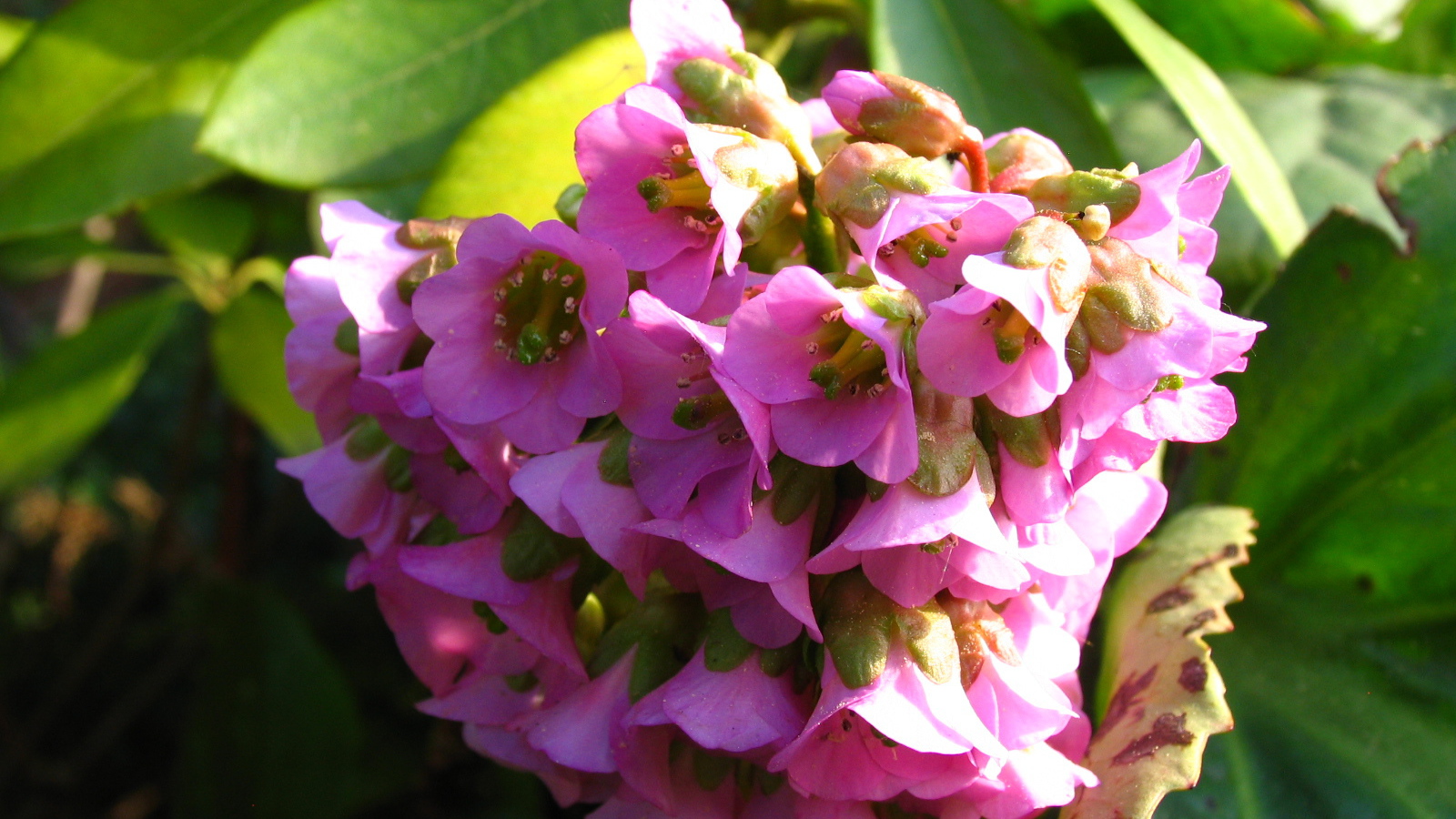 Бадан красивое растение в саду