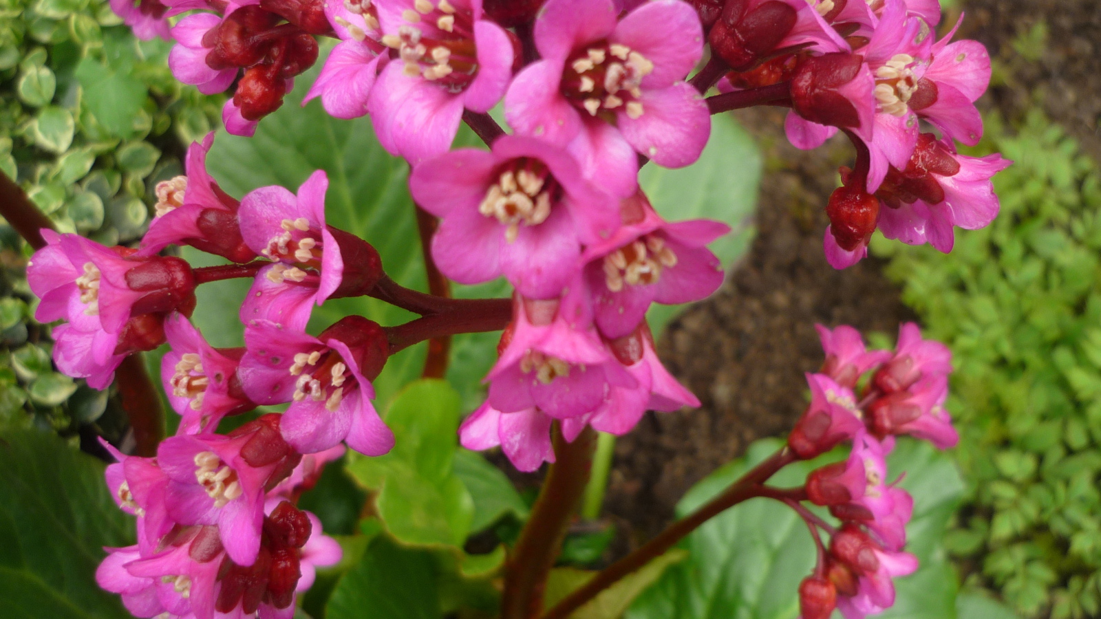 Бадан растение семейство камнеломковых