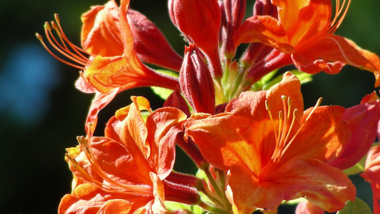 Красивая альстремерия в саду