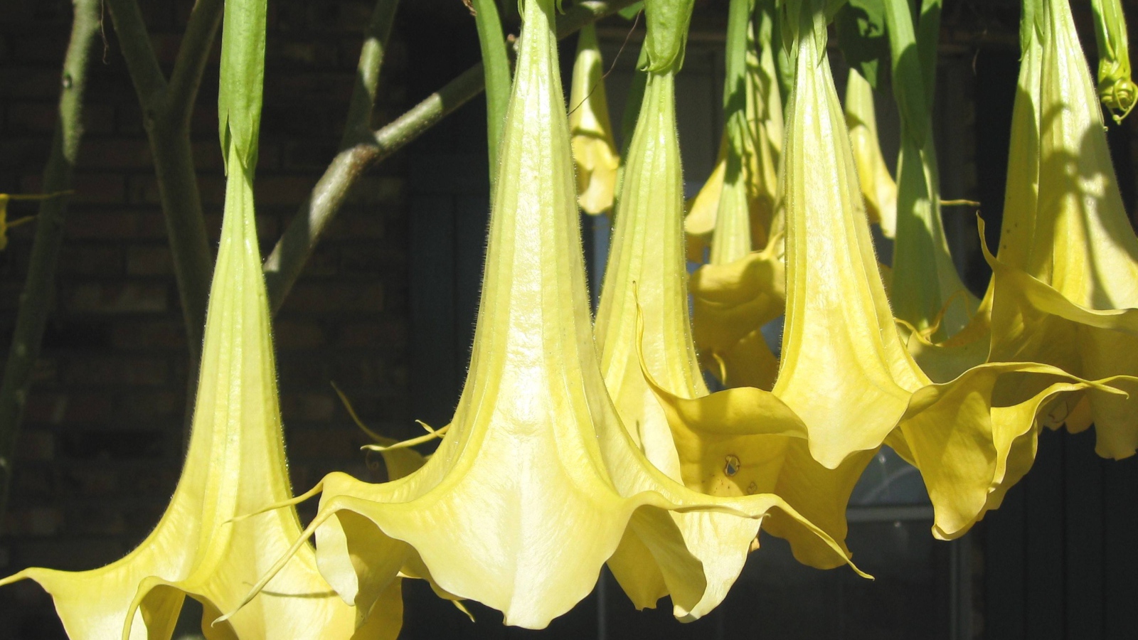 Красивая бругмансия на дачном участке