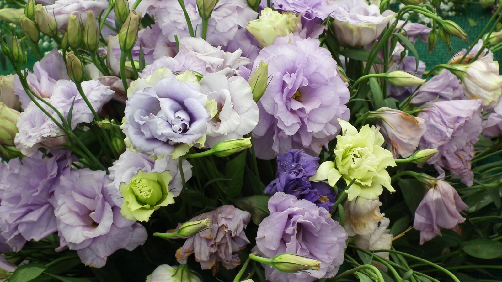 Красивая эустома (ирландская роза) на дачном участке